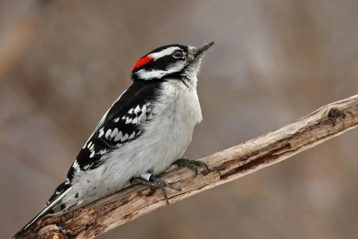 a male Downy Woodpecker perched on a branch