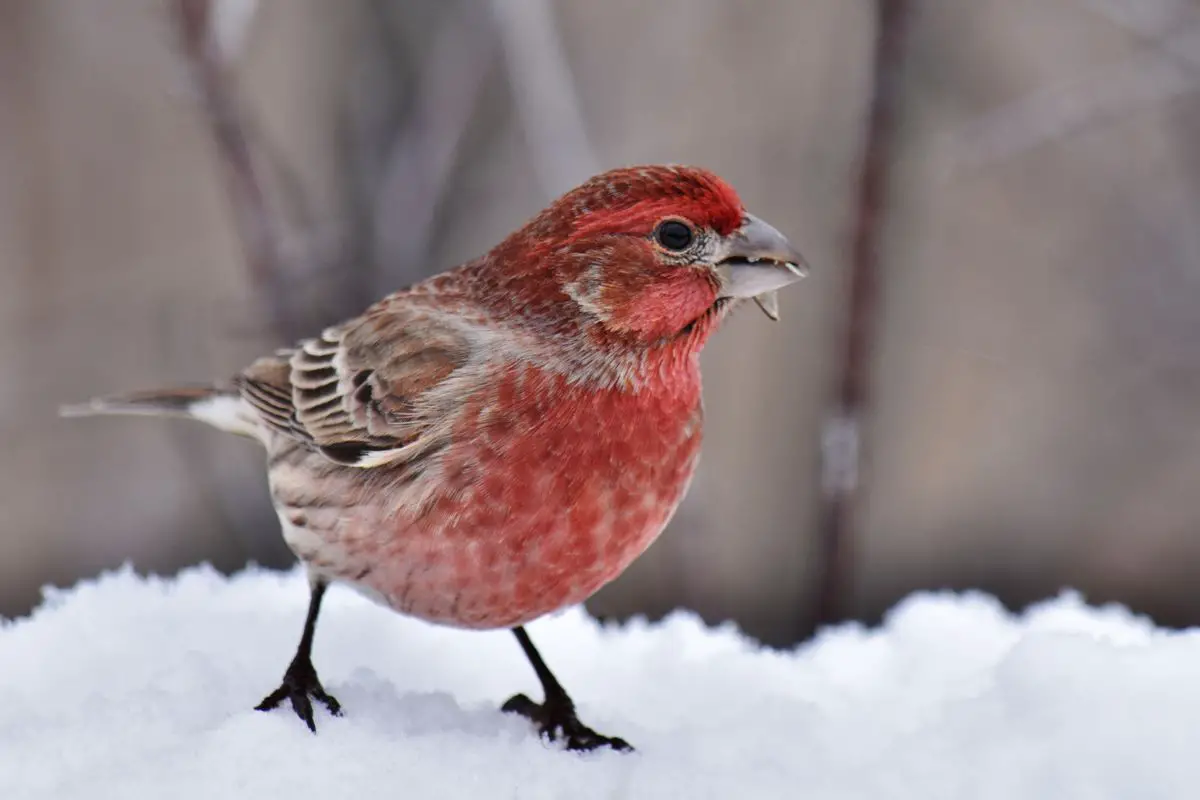 a male House Finch standing in snow