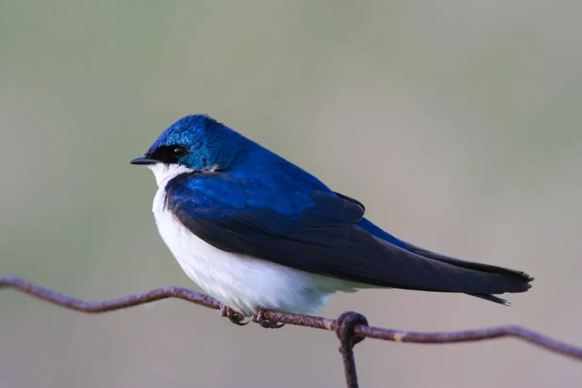 a male Tree Swallow