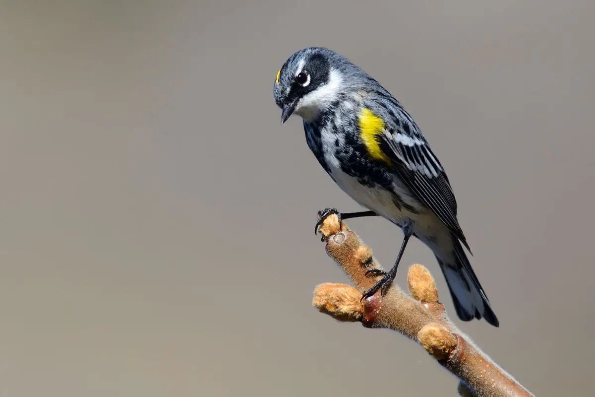 a small male Yellow-rumped Warbler bird perched on a branch