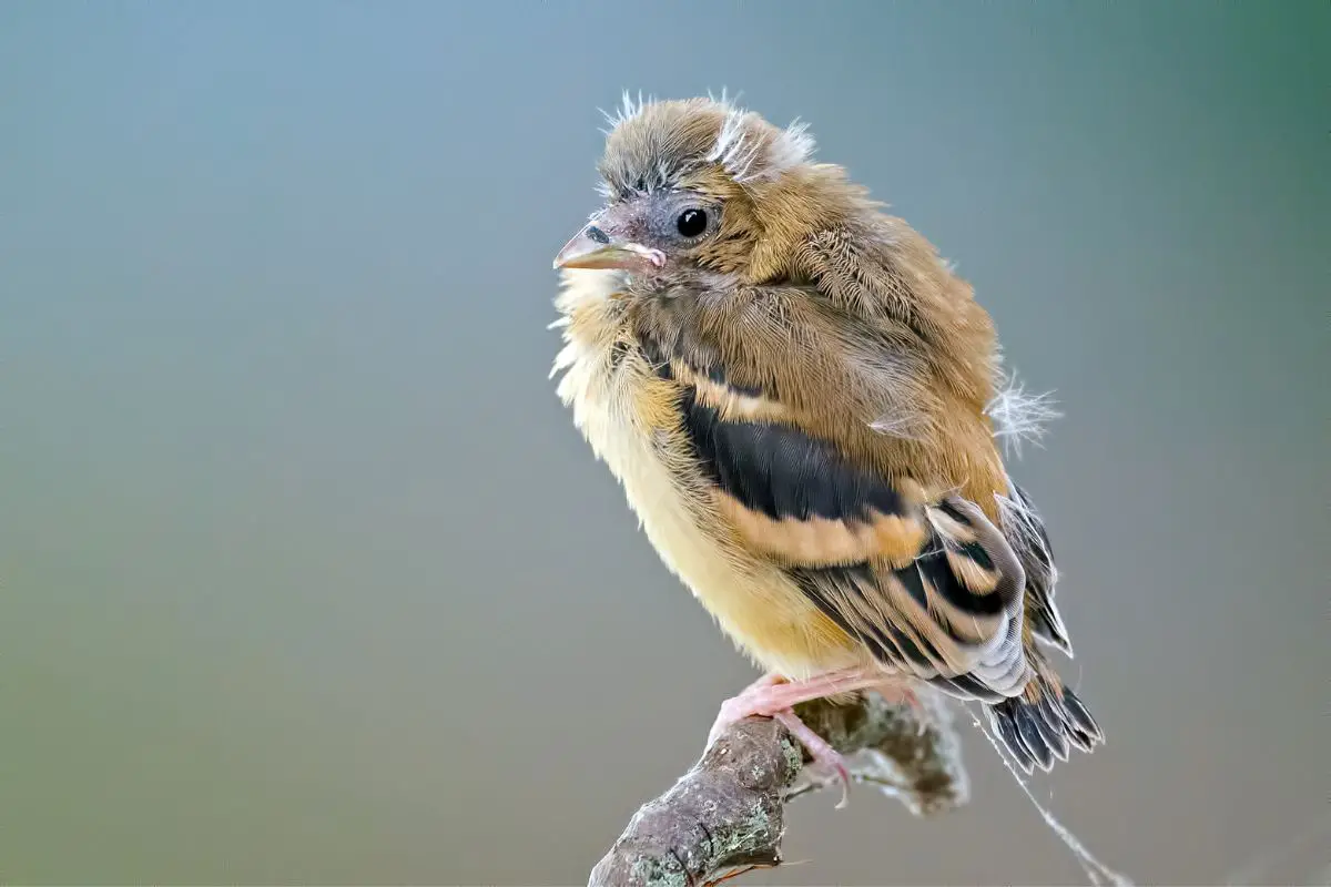 a molting American Goldfinch perched on a branch