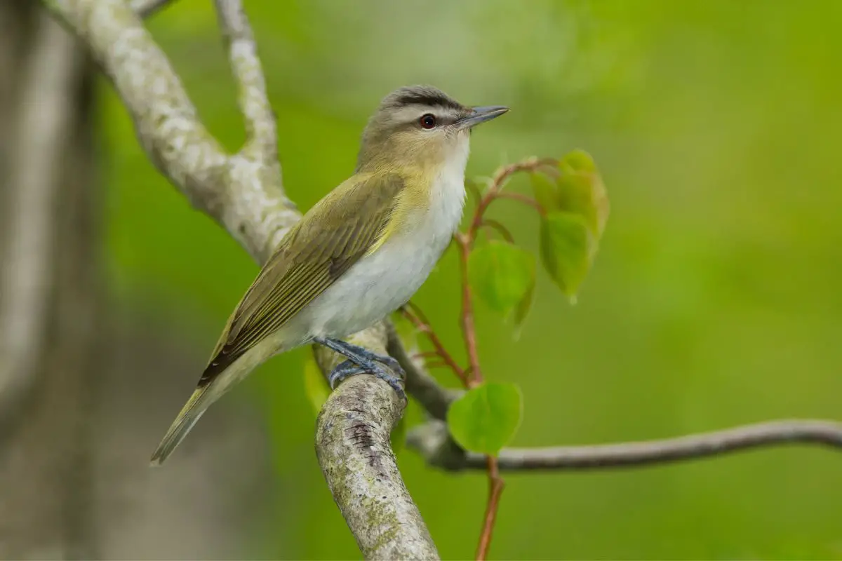 a Red-eyed Vireo perched on a branch