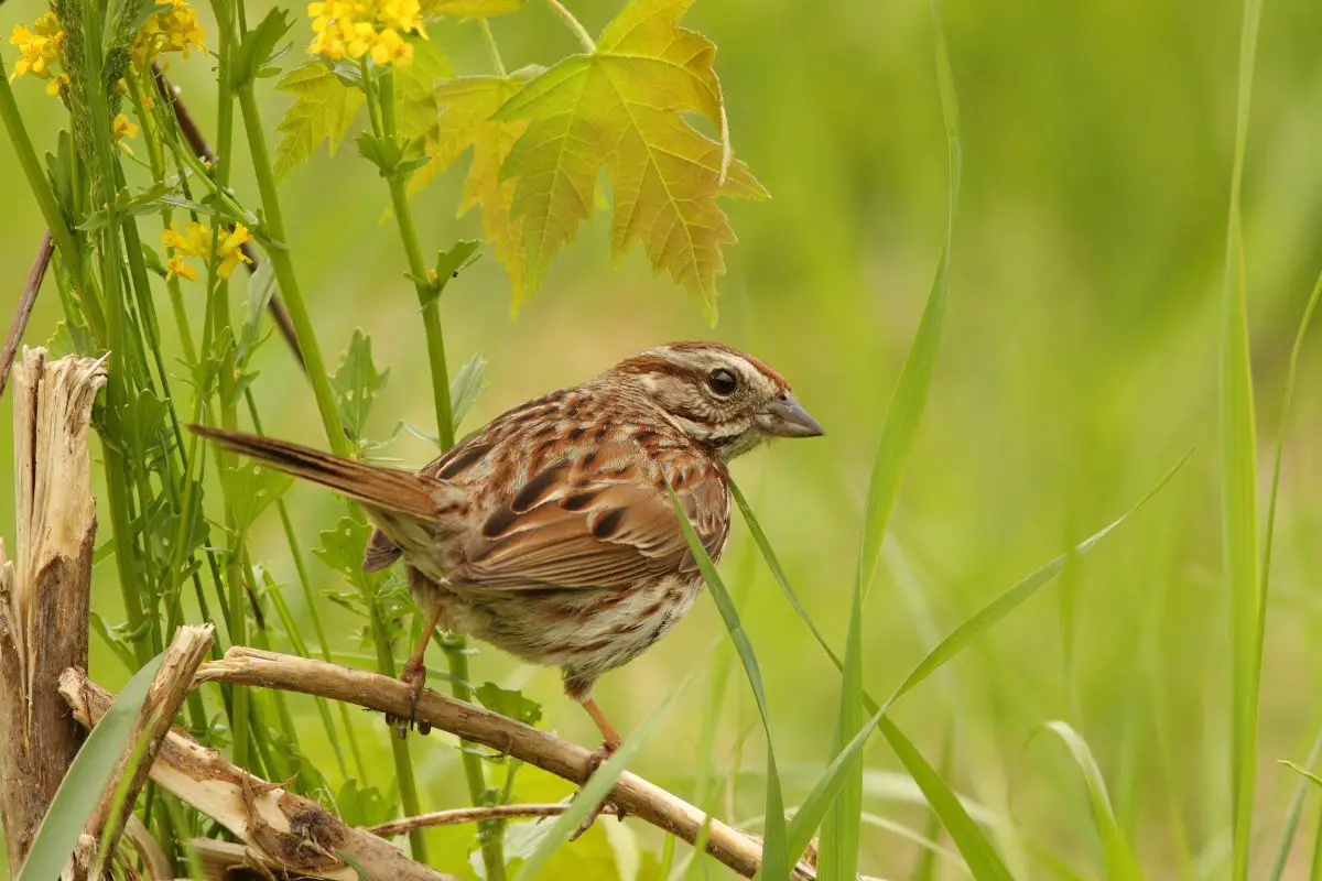 a Song Sparrow perched on a broken branch