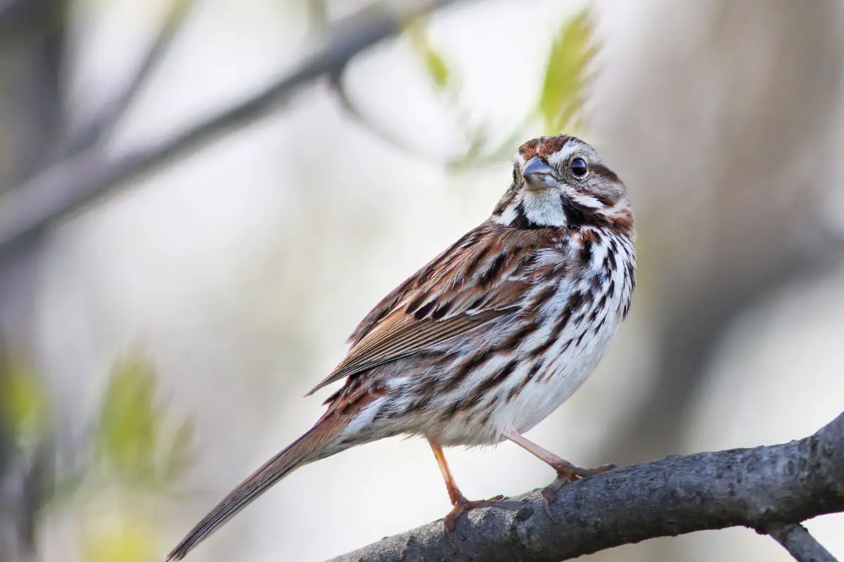 a Song Sparrow perched in a tree