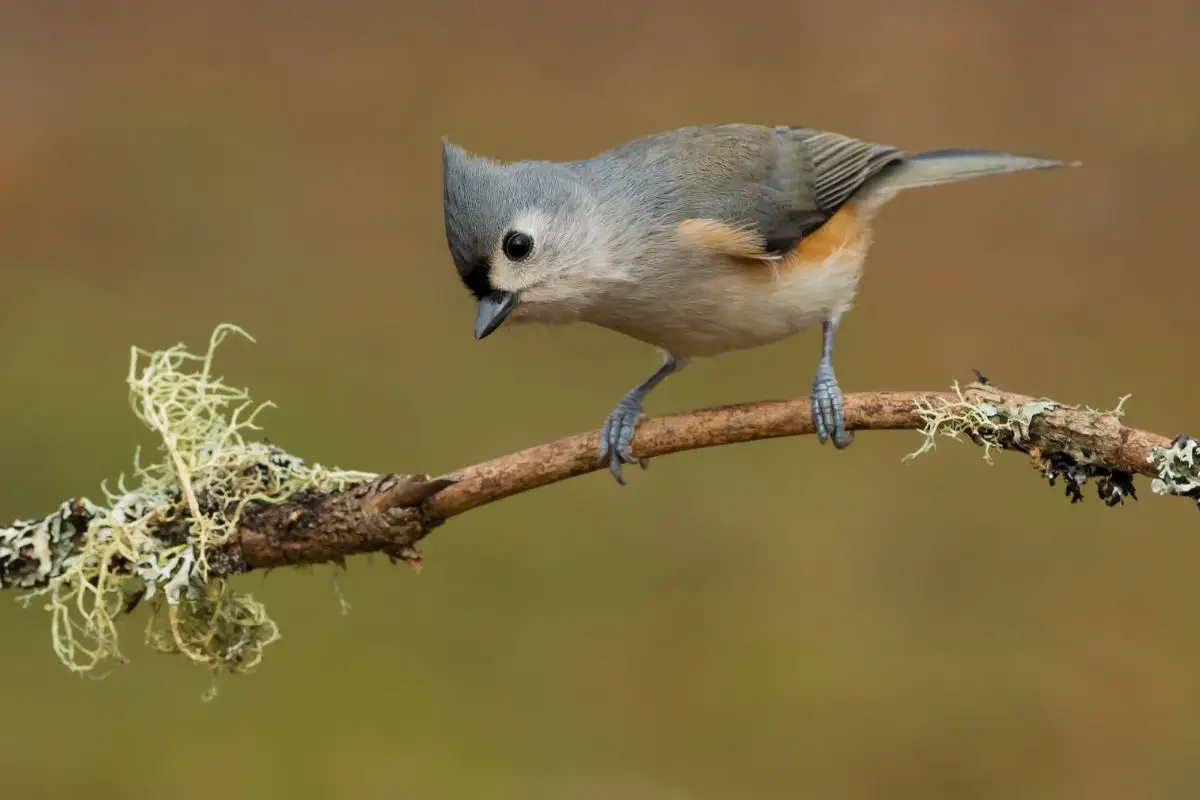 a tufted titmouse perched on a branch with lichen on it