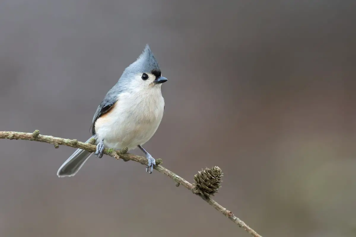 a tufted titmouse perched on a branch next to a small pinecone