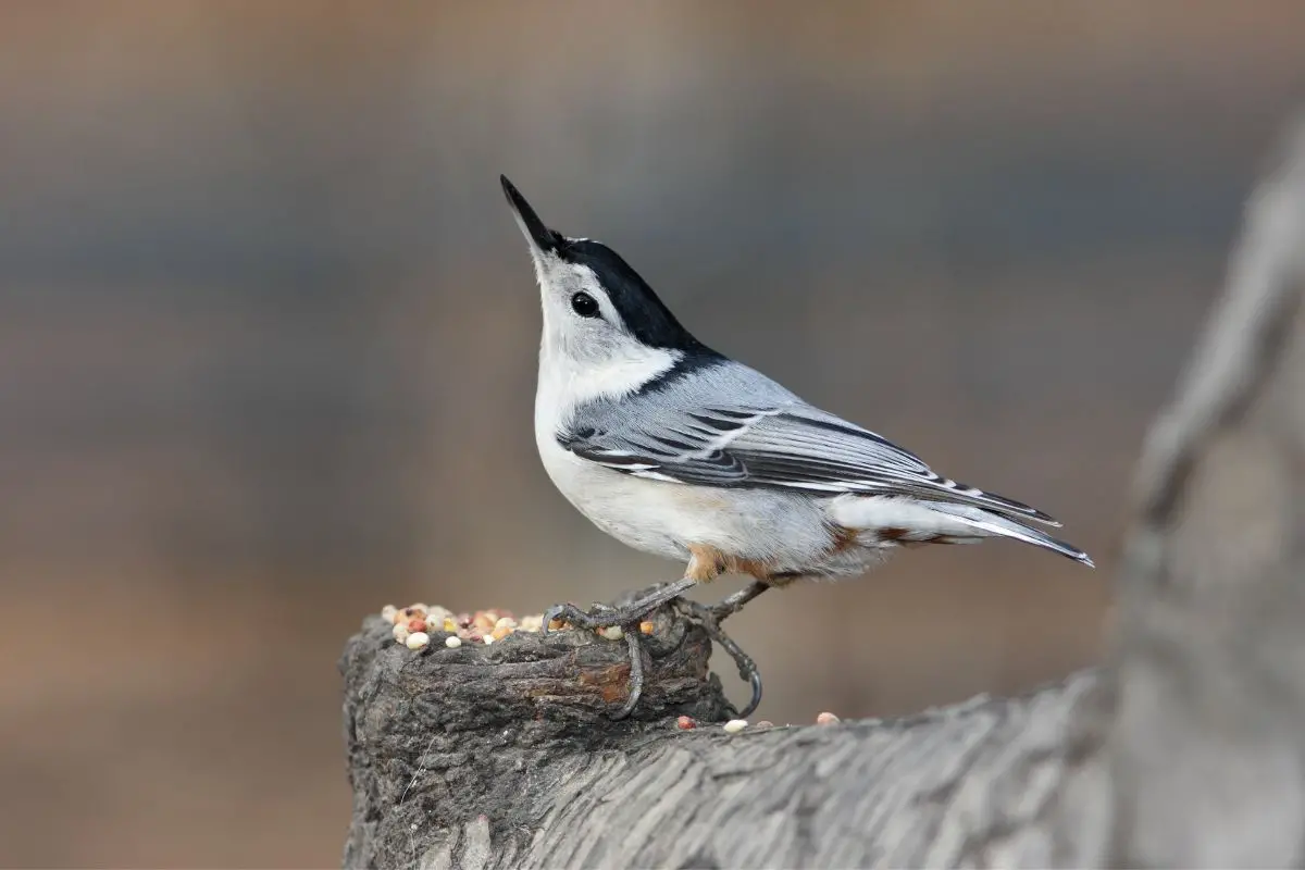 a White-breasted Nuthatch perched on a log with its head raised