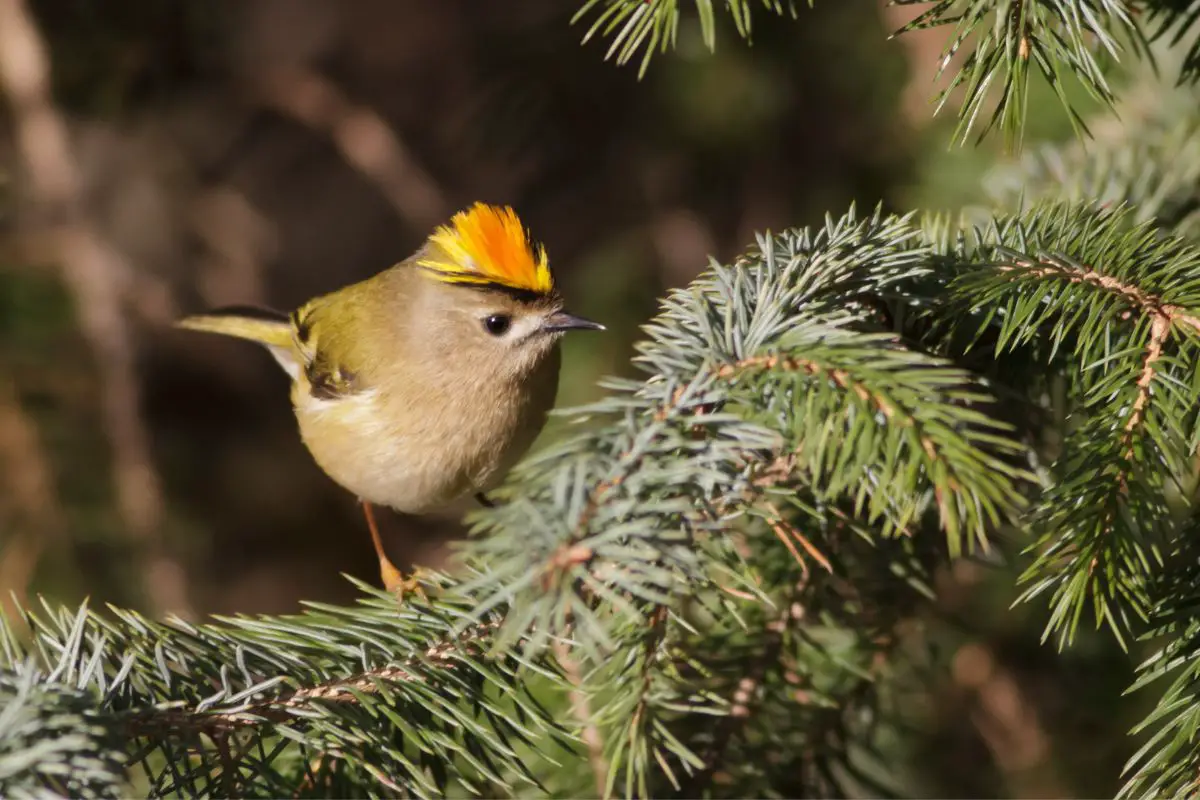 a Goldcrest perched in a pine tree