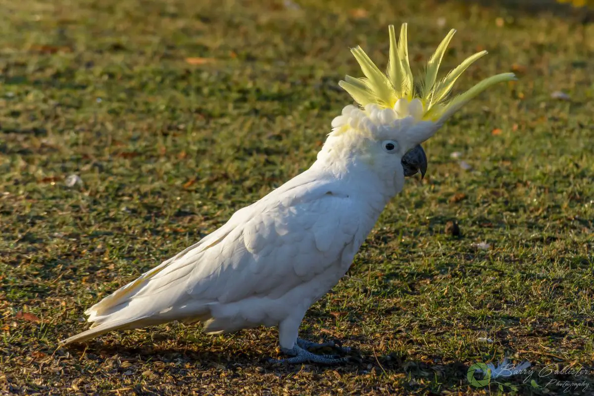 a Sulphur-crested Cockatoo standing on grass with its crest feathers raised