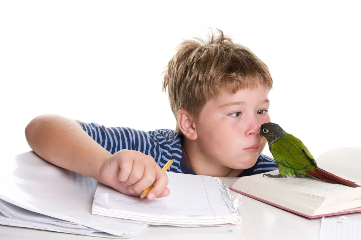 a boy with his nose pressed against the beak of his pet parrot while he does homework