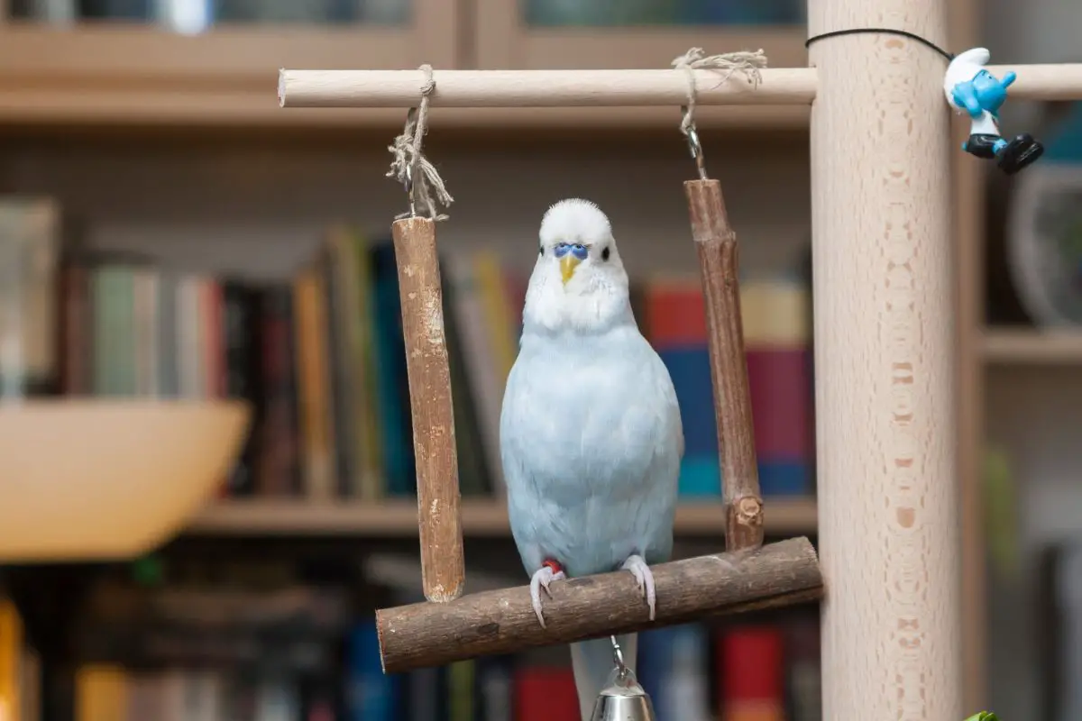 a pet Budgerigar having fun on a swing