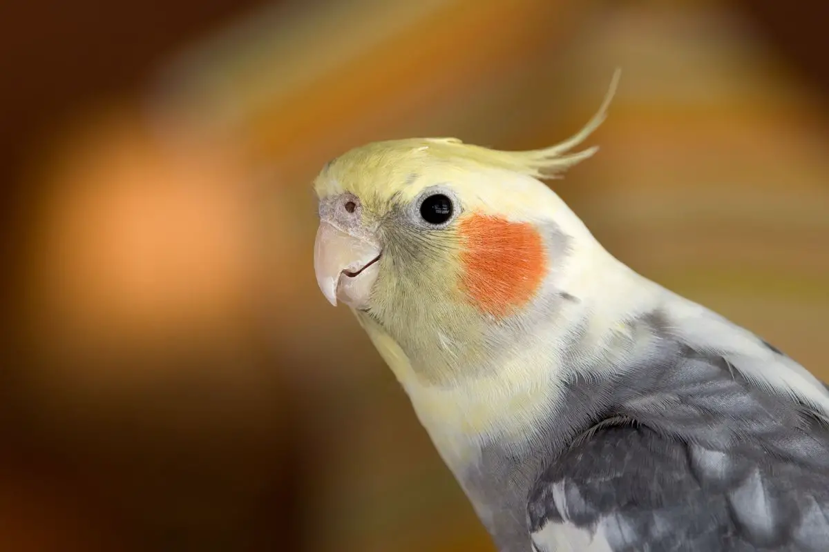 a close up of a Cockatiel