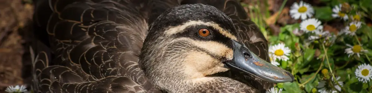 a pacific black duck sitting in grass with buttercup flowers