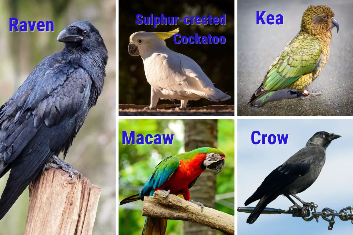 a raven, sulphur-crested cockatoo, kea, macaw and a crow; intelligent birds that like to have fun
