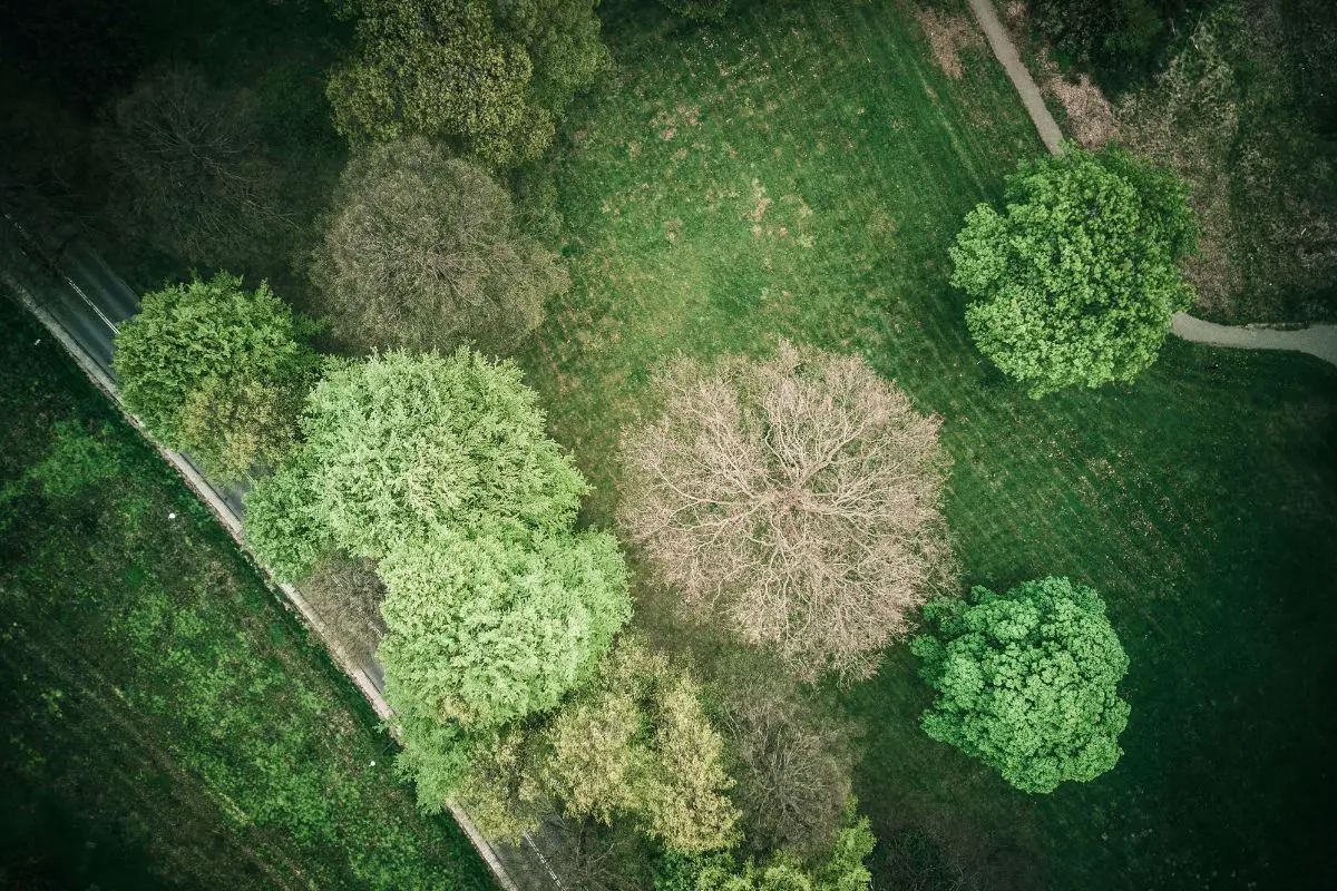 an aerial view of a forest with a road and walking track winding through it