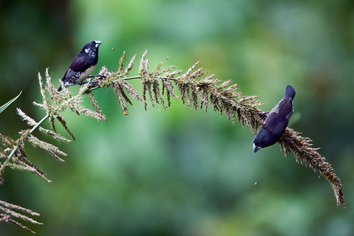 two Black and White Mannikin Finches feeding on a stem of grass