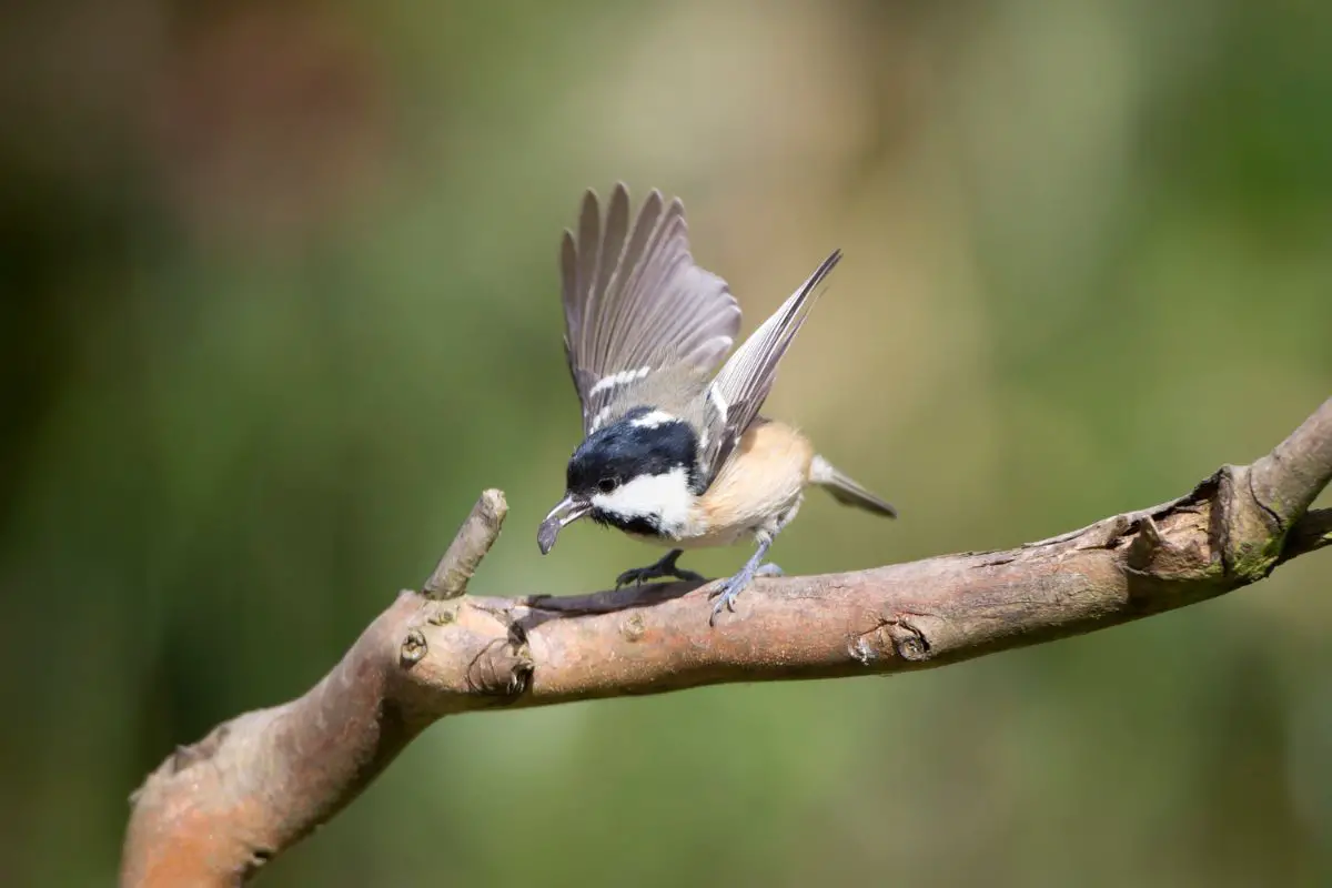 a Coal Tit with a seed in its beak and its wings up ready to take flight from a branch