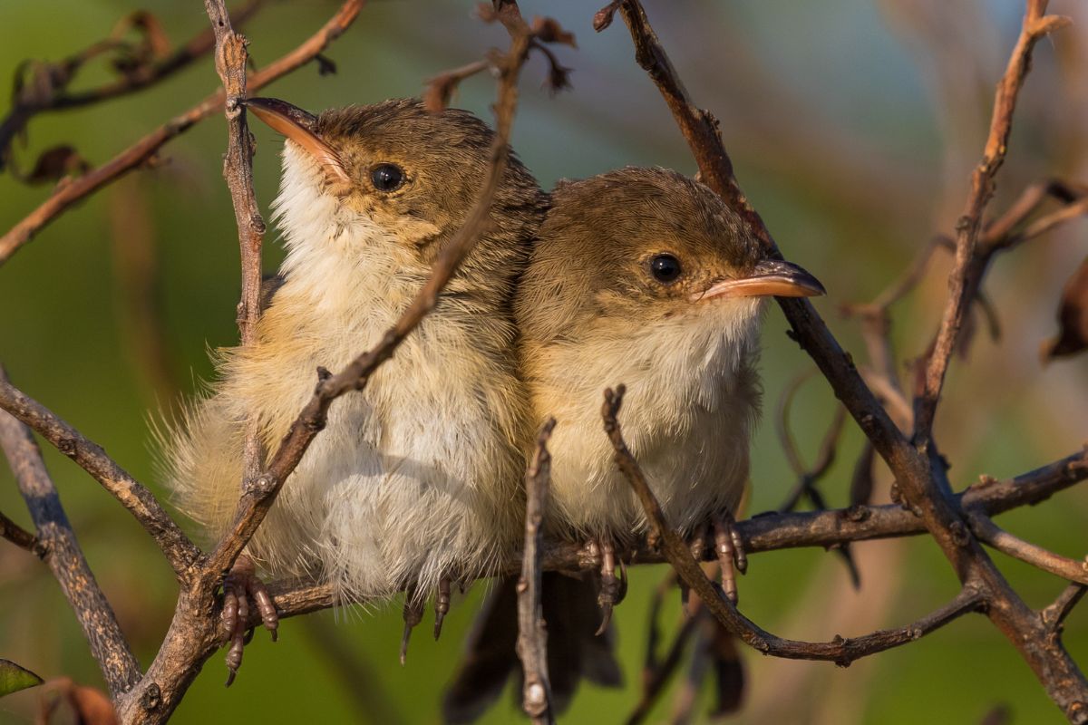 two juvenile Red-backed Fairywrens huddled together in a bush
