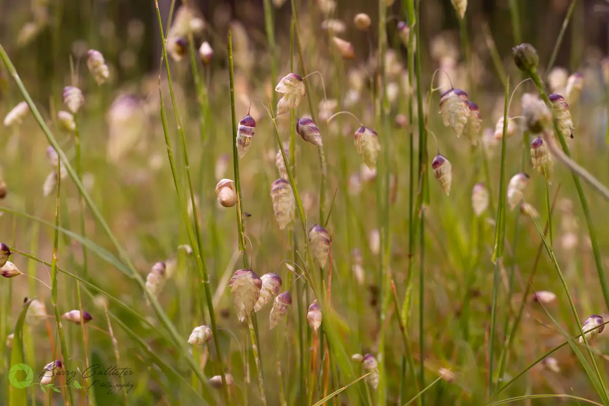 seeding grass