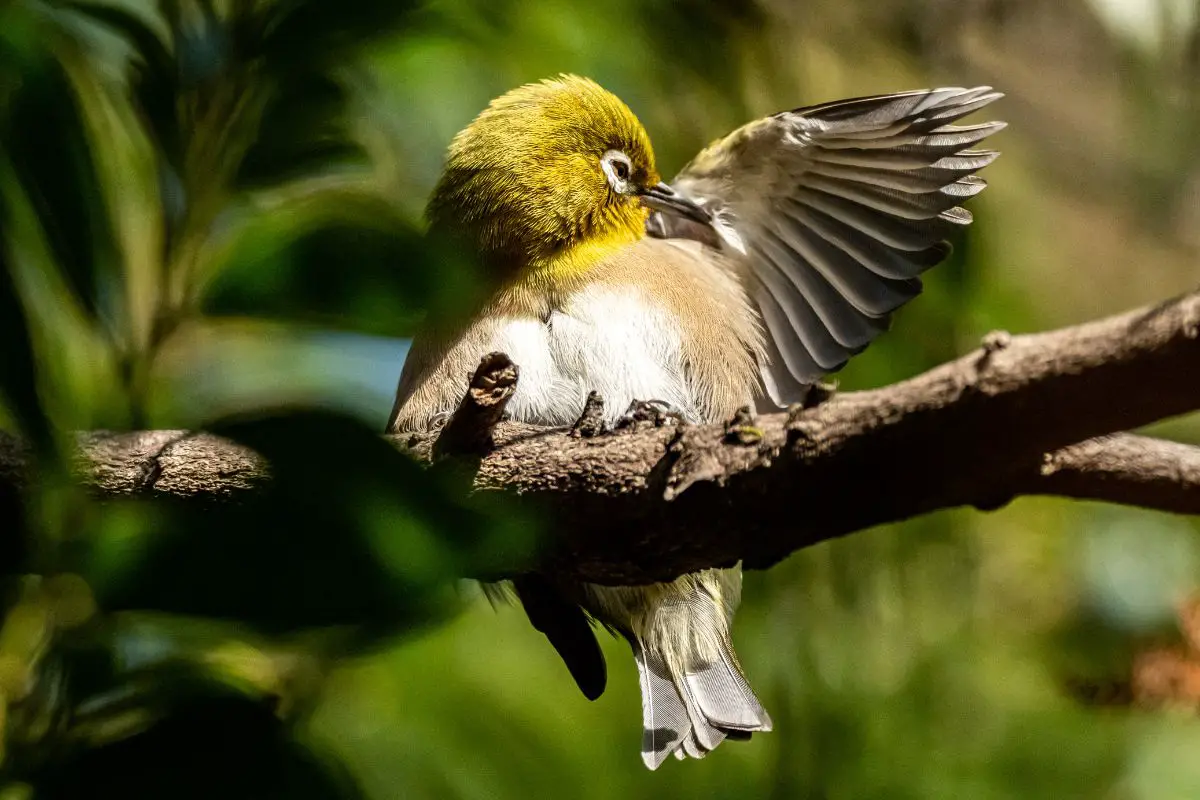 a Silvereye bird preening in a tree, just one thing birds do during the day