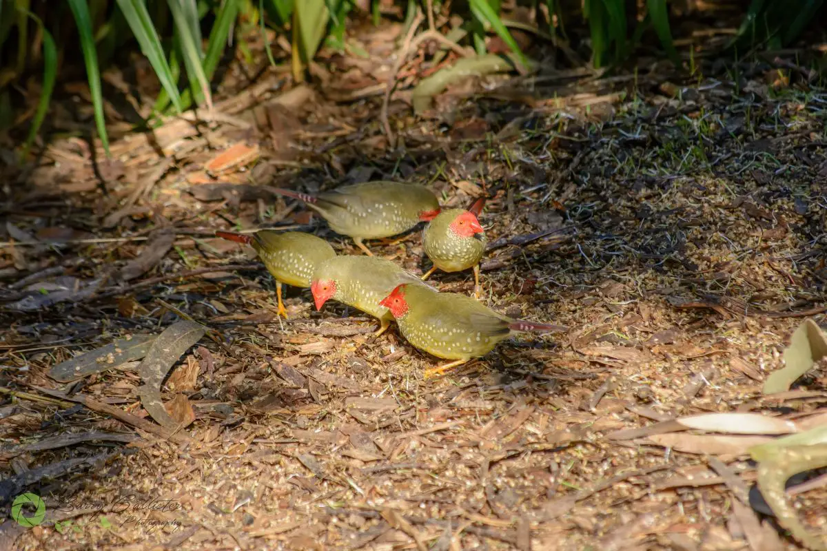 five Star Finches feeding on the ground