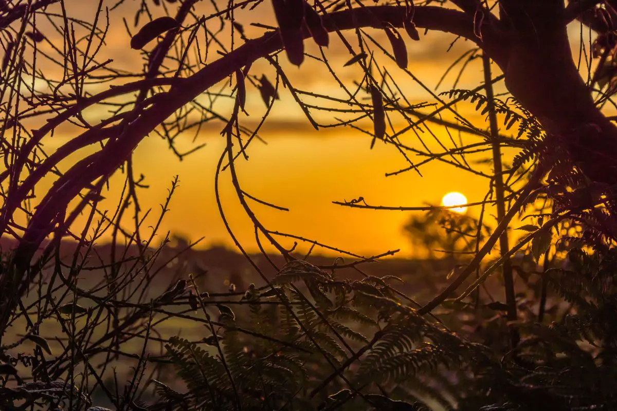 sunrise through trees