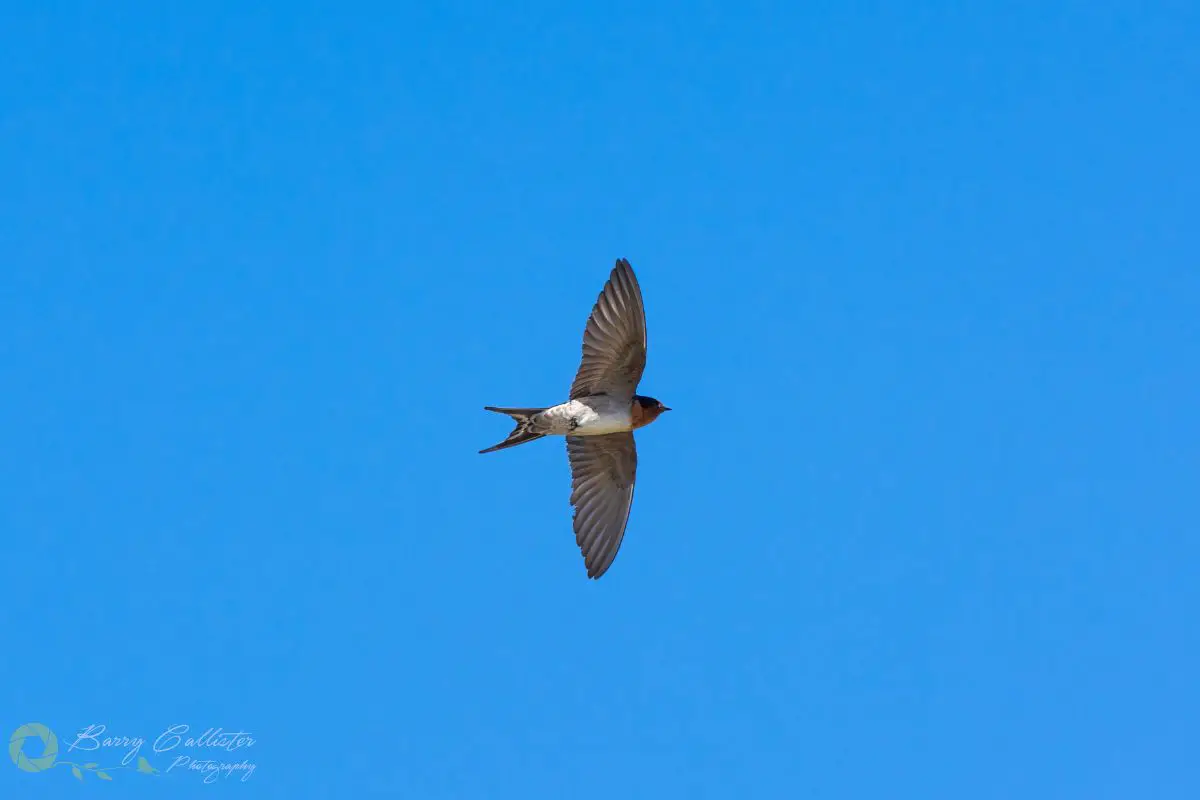 a Welcome Swallow flying in clear blue sky