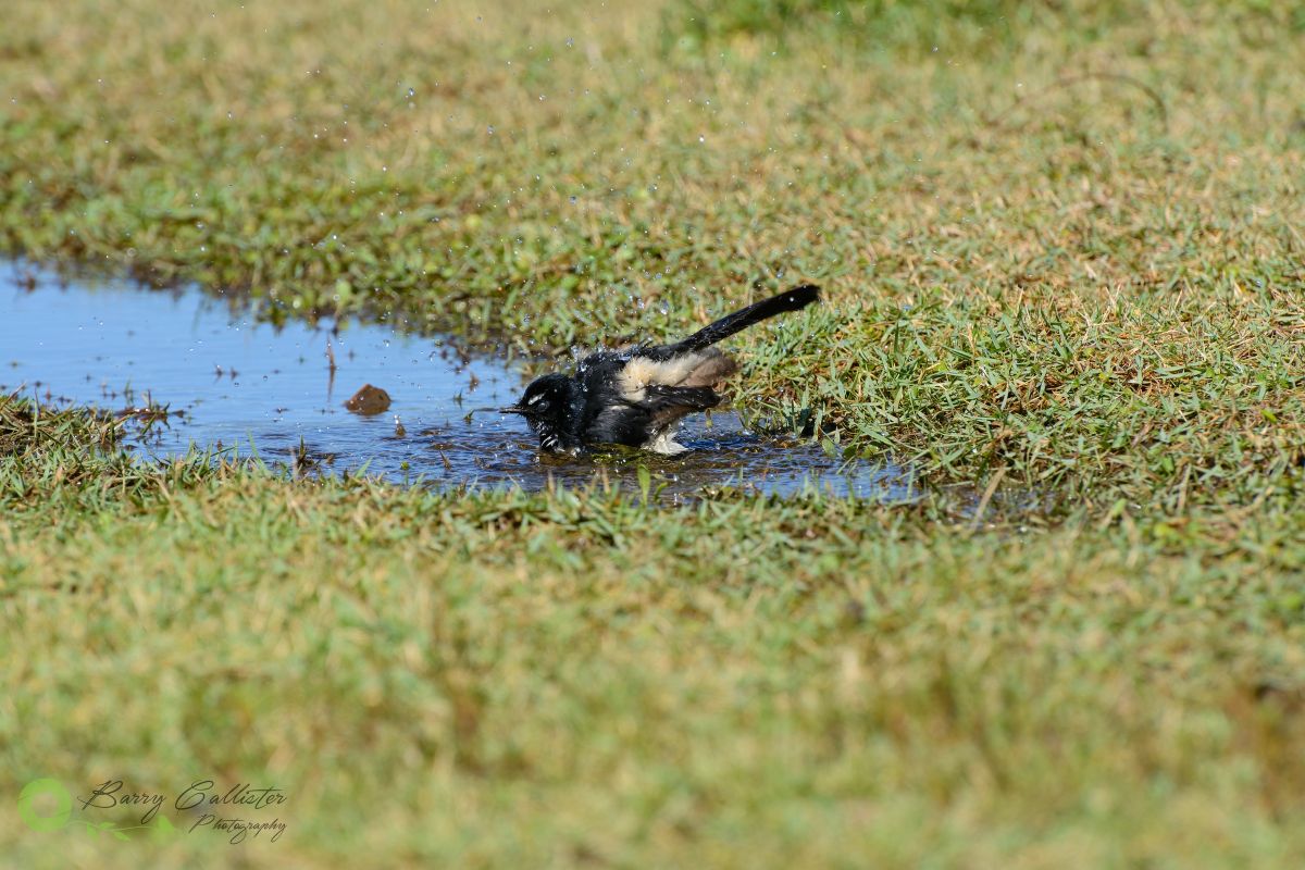 a willie wagtail bathing in a puddle