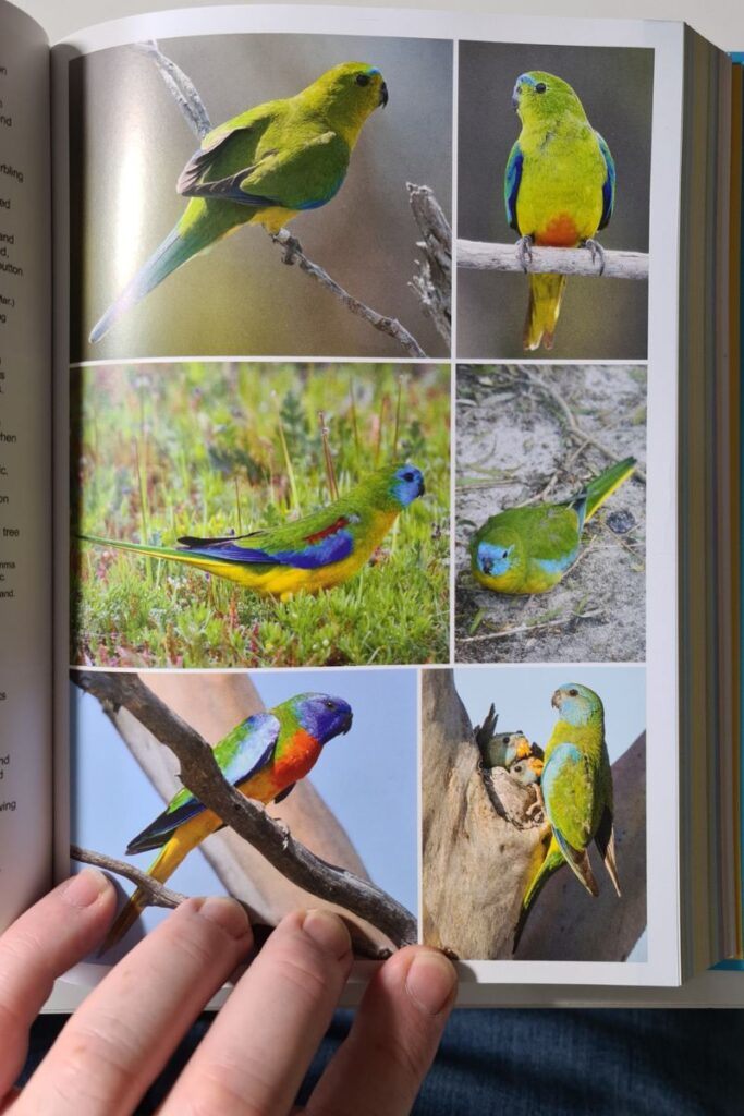 a page of The Complete Guide To Australian Birds showing images of Orange-bellied Parrots, 