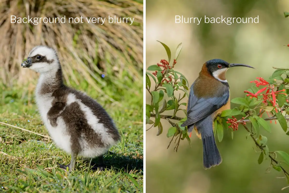 on the left is an image of a Cape Barron gosling where the background is not very blurry. on the right is an Eastern Spinebill against a blurry green background