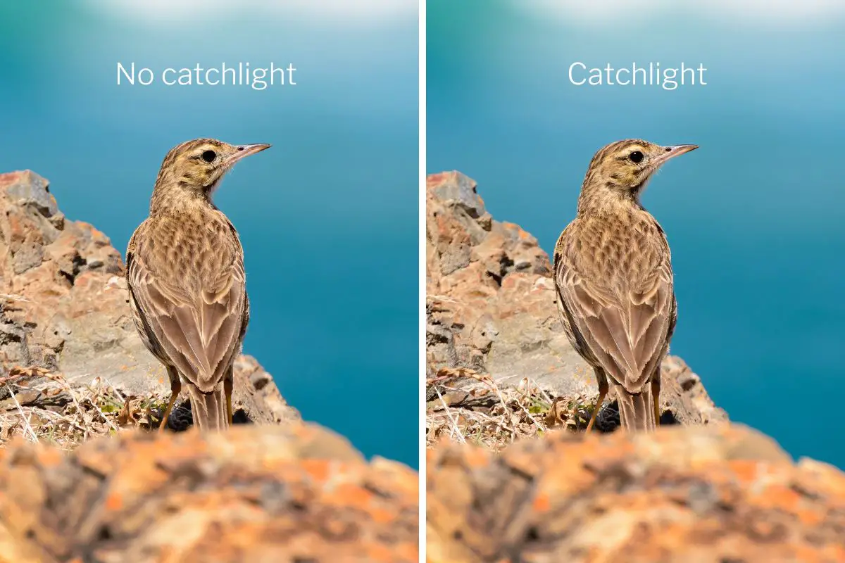 two images of an Australasian Pipit, the left one has no catchlight in the eye and the right one has a catchlight