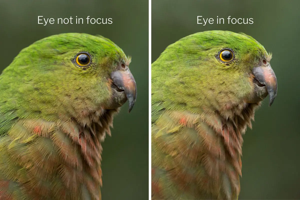 two images of a female King Parrot the left one has the eye not in focus, the right one has the eye in focus