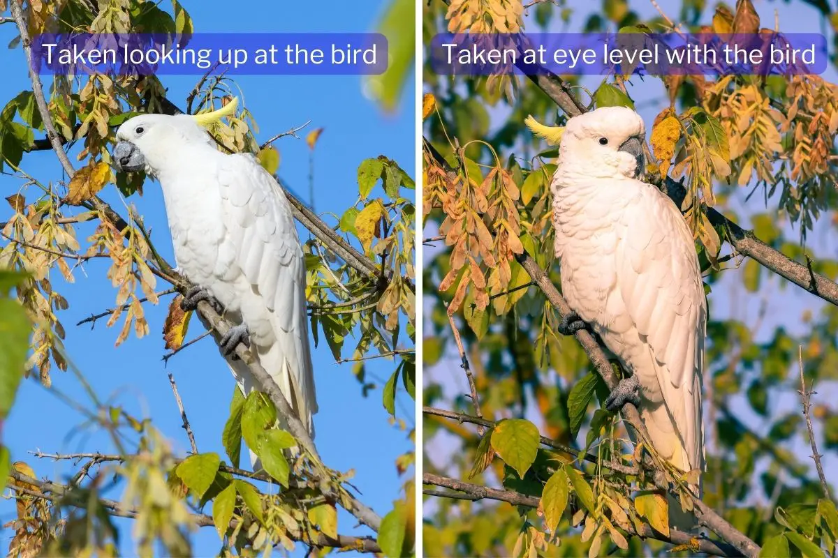 two images of Sulphur-crested Cockatoos, the left one taken looking up at the bird, the right one taken at eye level with the bird