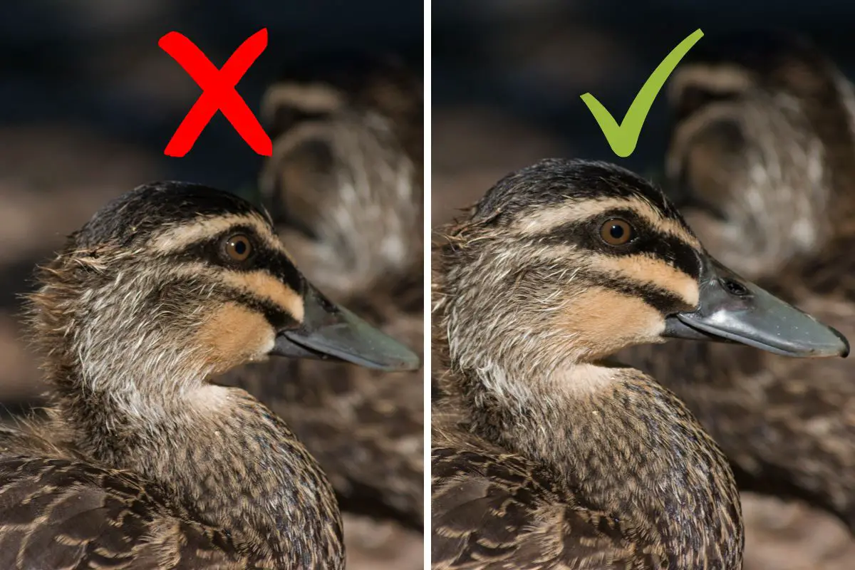 two images of the head and neck of a Pacific Black Duck, one turned away from the camera slightly