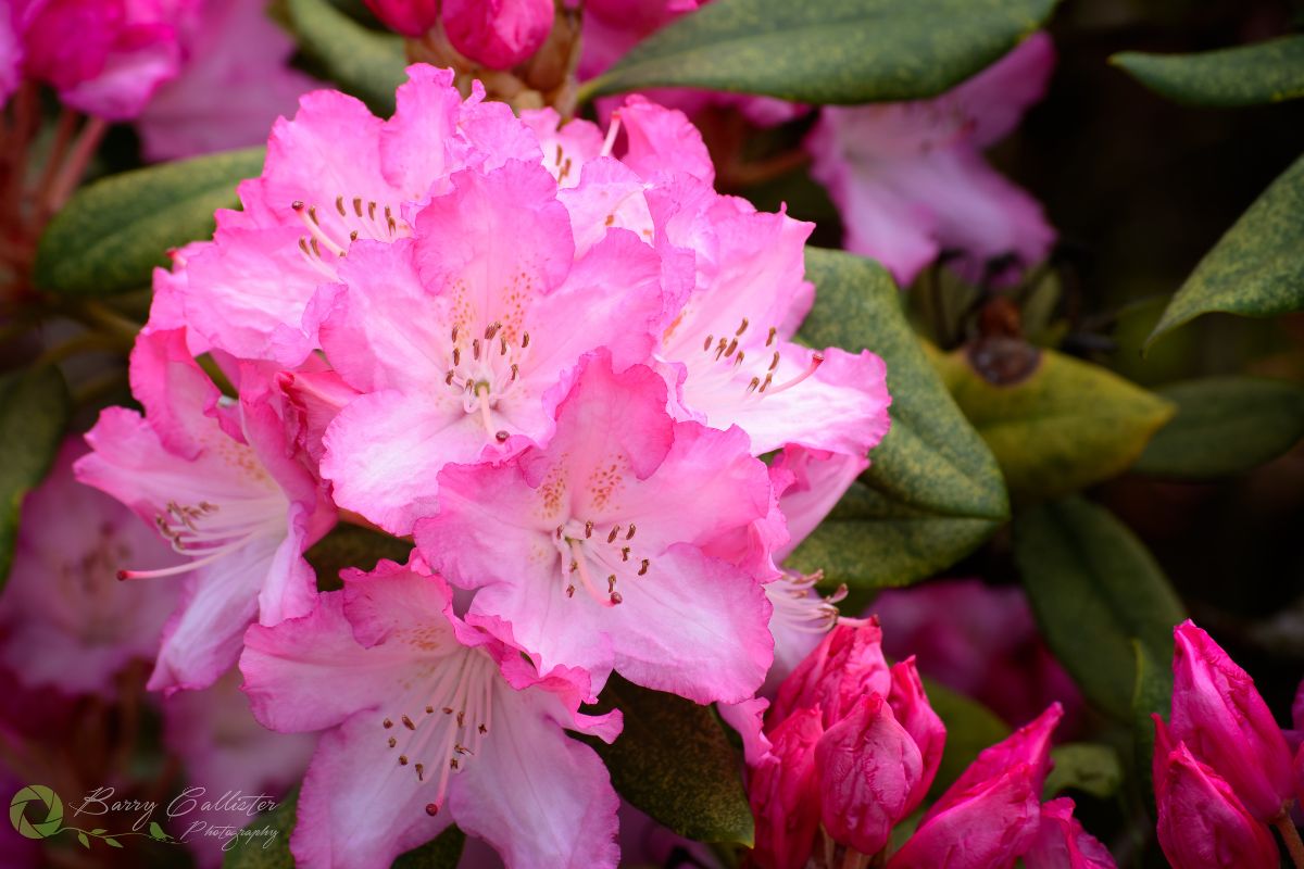 pink Rhododendron flowers