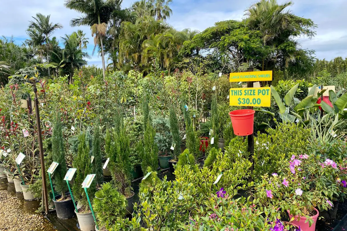 an outdoor plant nursery