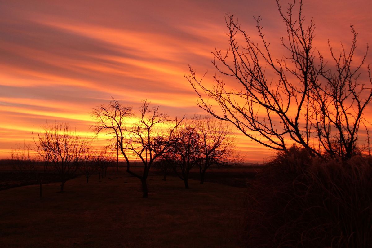 an orchard silhouetted at sunrise or sunset