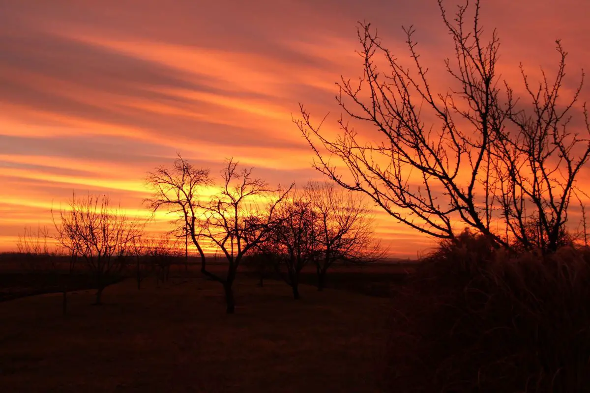 an orchard silhouetted at sunrise or sunset