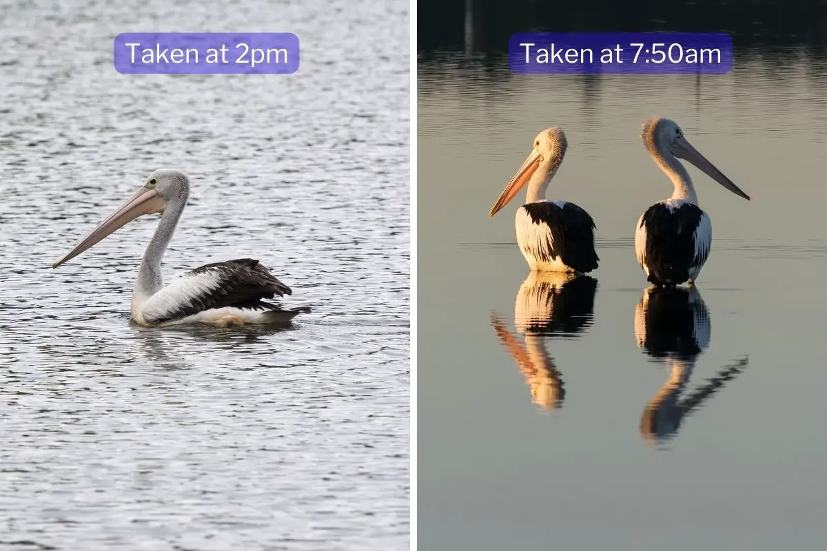 on the left is a Pelican swimming taken at 2pm and on the right are two pelicans standing with their heads turned away from each other, taken at 7:50am