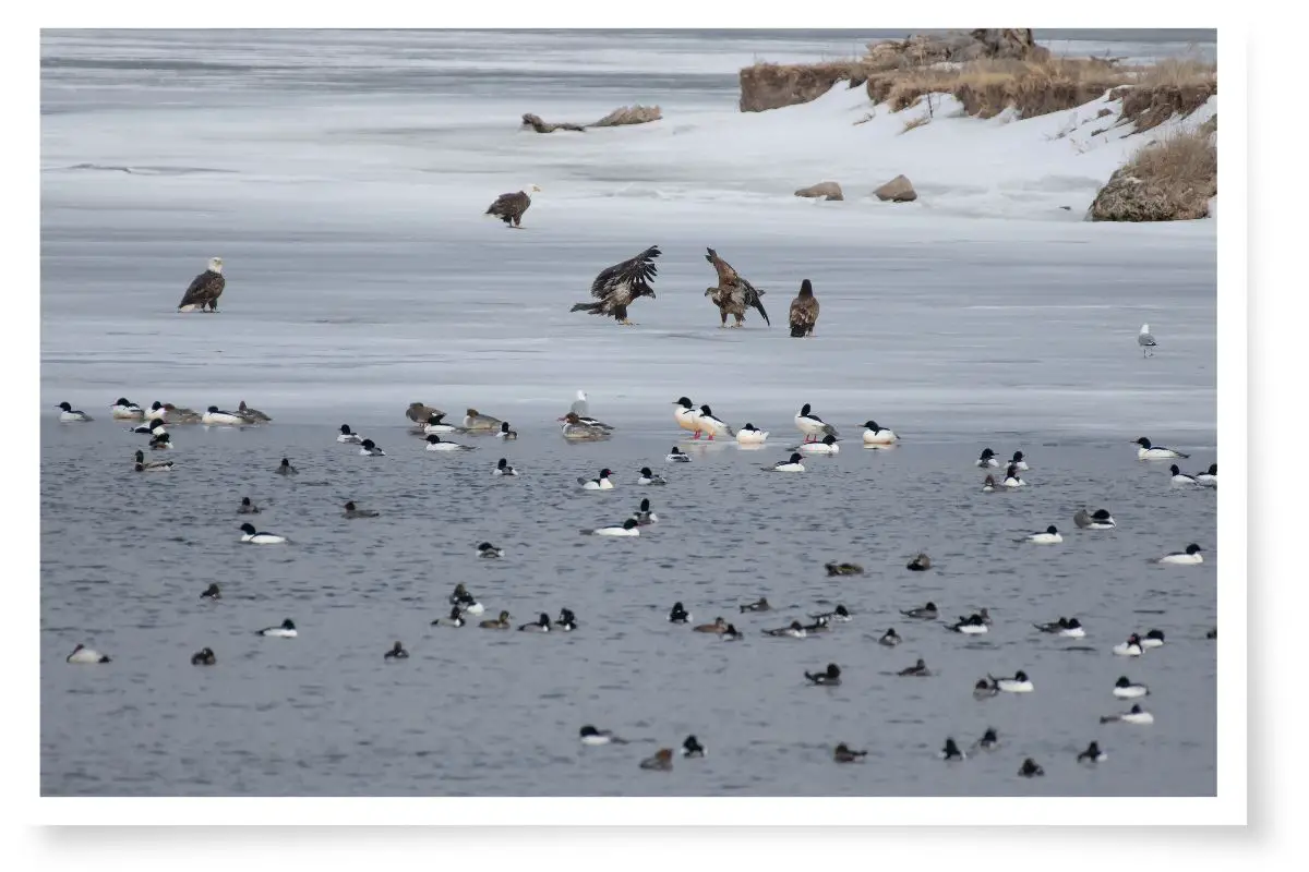 Bald Eagles and other birds on a mostly frozen lake