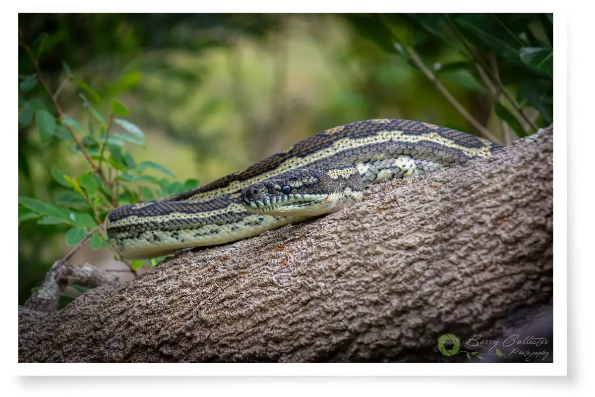a carpet python resting on a log