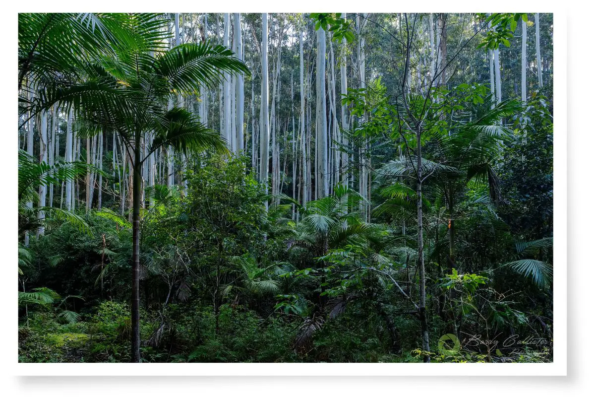 a tropical rainforest with tall trees, tree ferns and palms