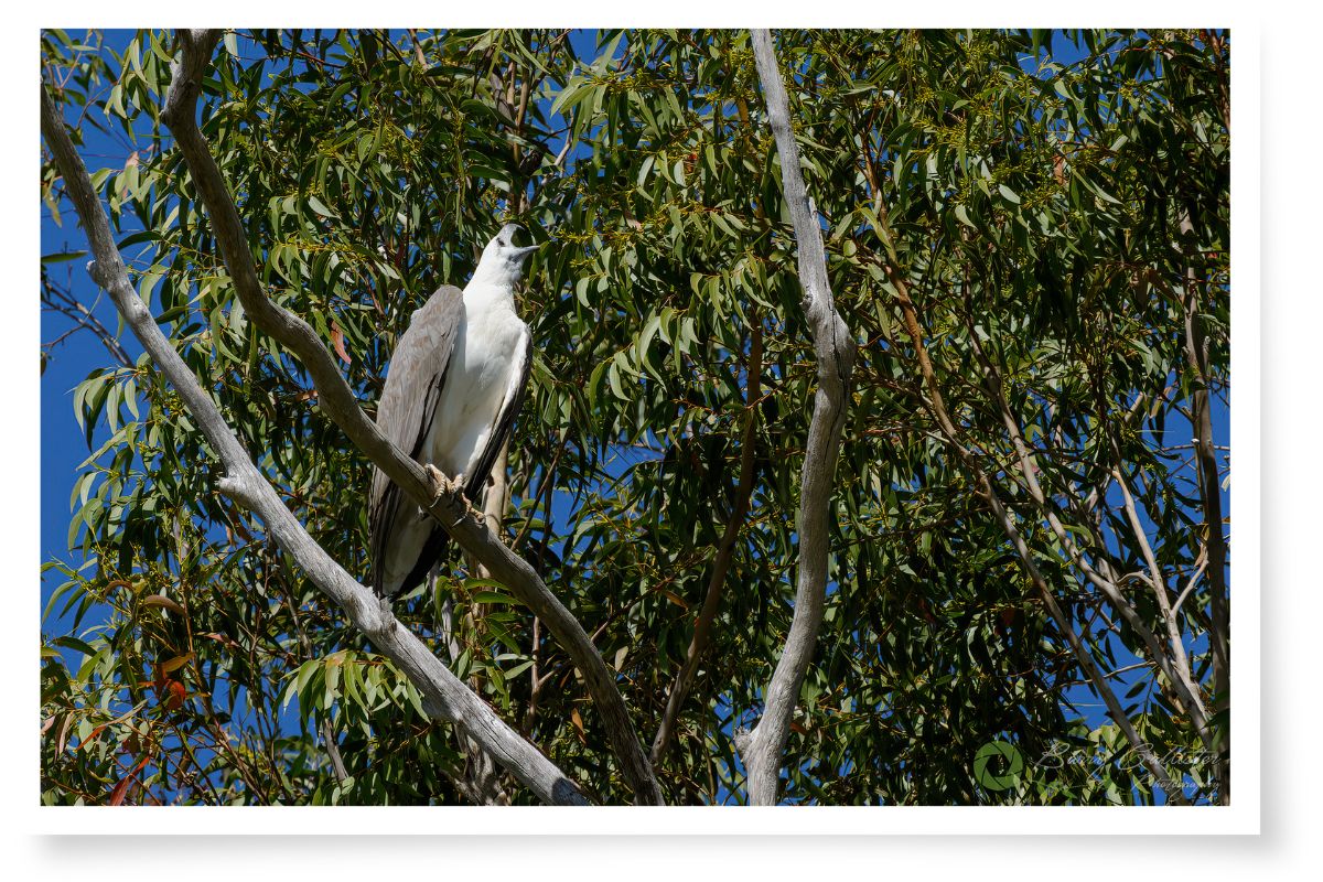 a White-bellied Sea Eagle perched in a gum tree with it's head up and beak open