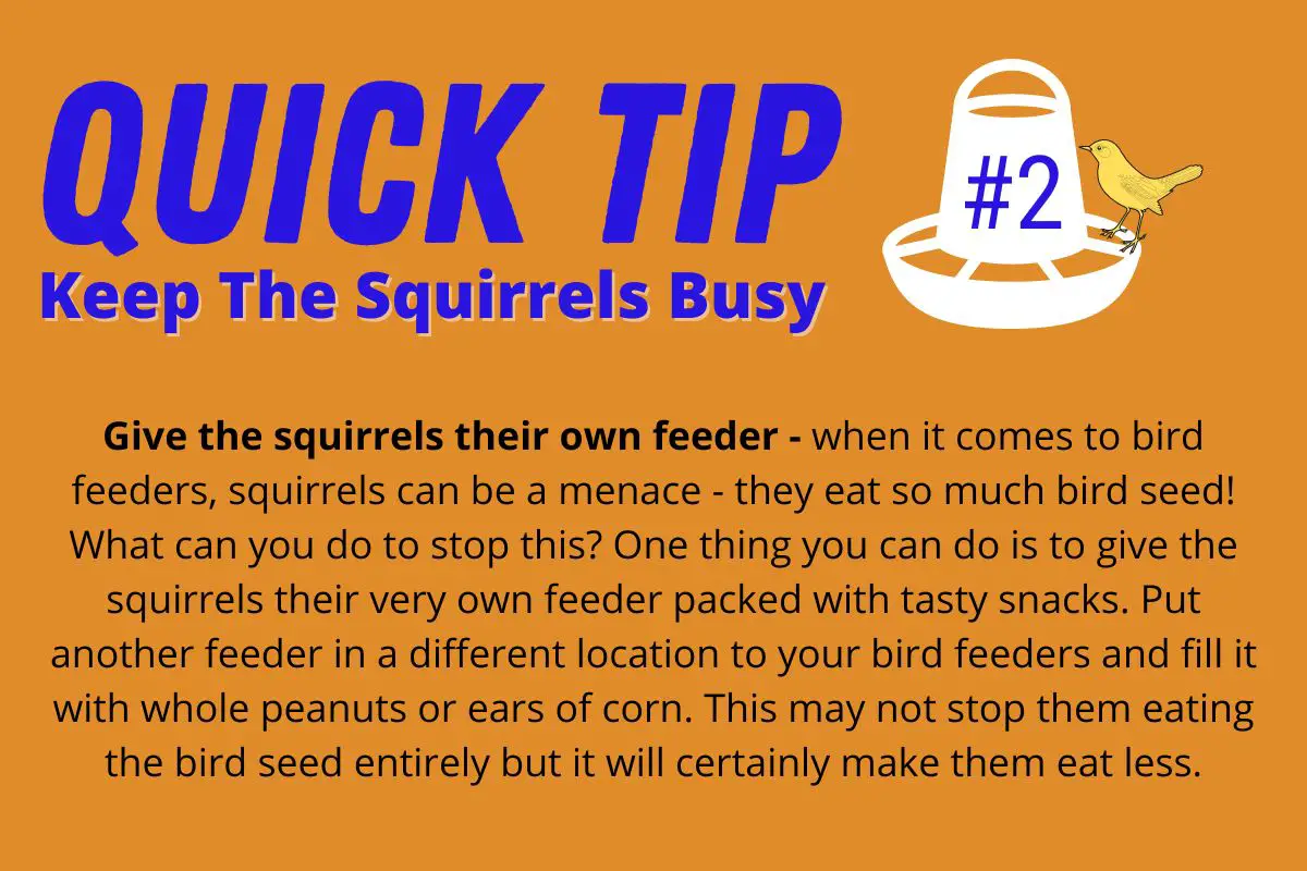 an info-graphic explaining how giving squirrels their own feeder will stop them eating so much bird seed from your bird feeders