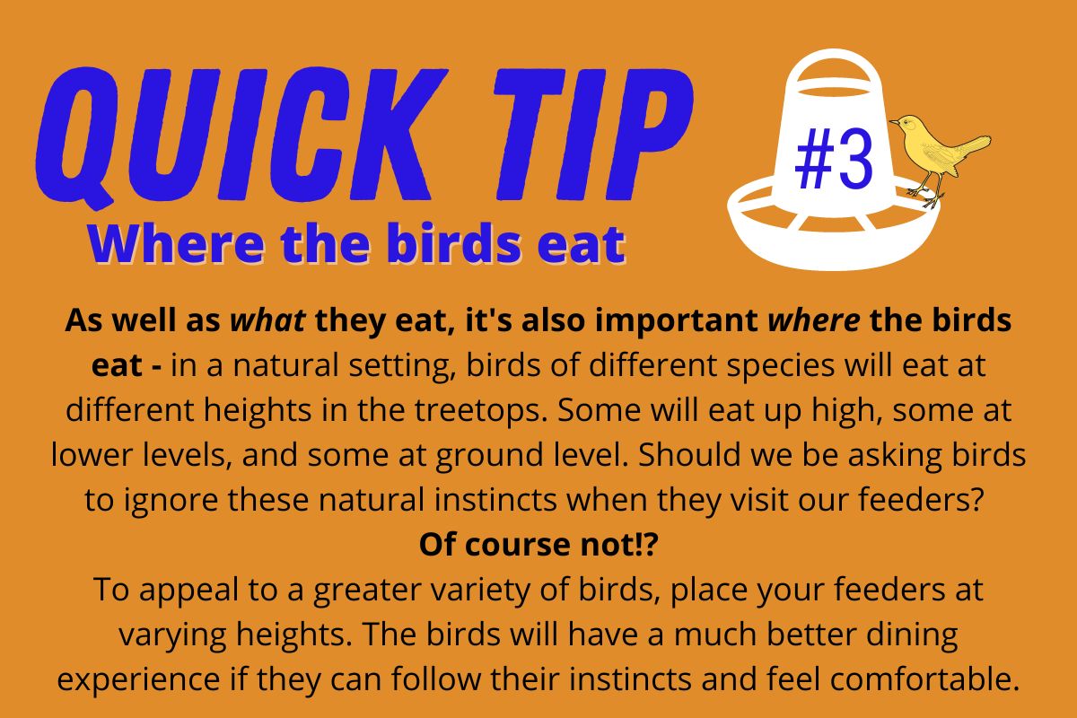an info-graphic explaining how placing bird feeders at different heights can help birds follow their natural feeding instincts