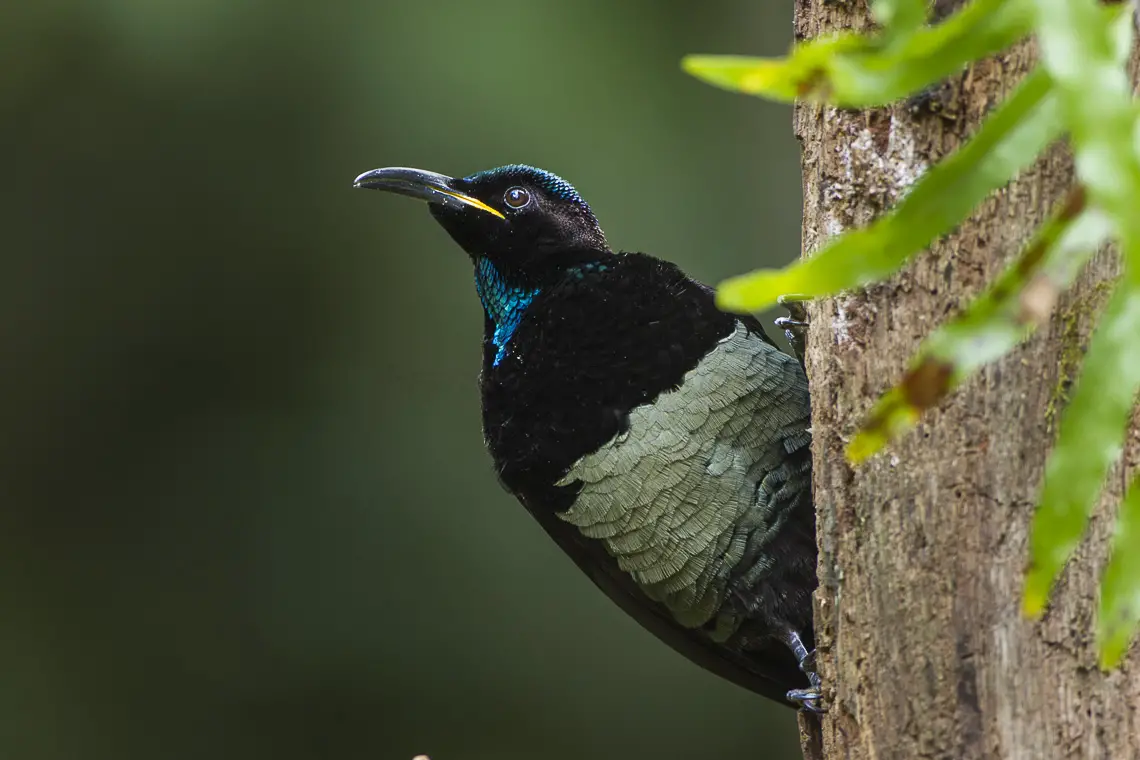 a male Paradise Riflebird clinging to a tree