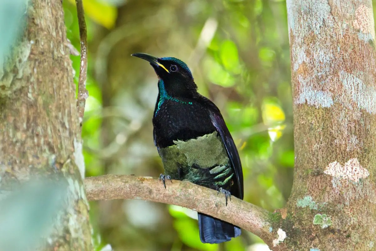 a male Victoria's Riflebird perched in a tree