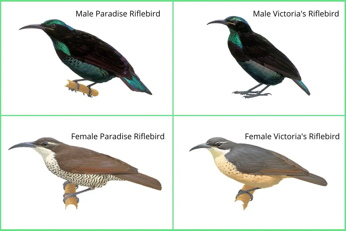 four illustrations of male and female Paradise and Victoria's Riflebirds showing the difference between them