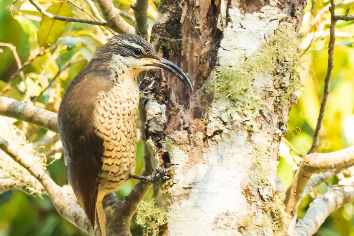 a Paradise Riflebird in a tree