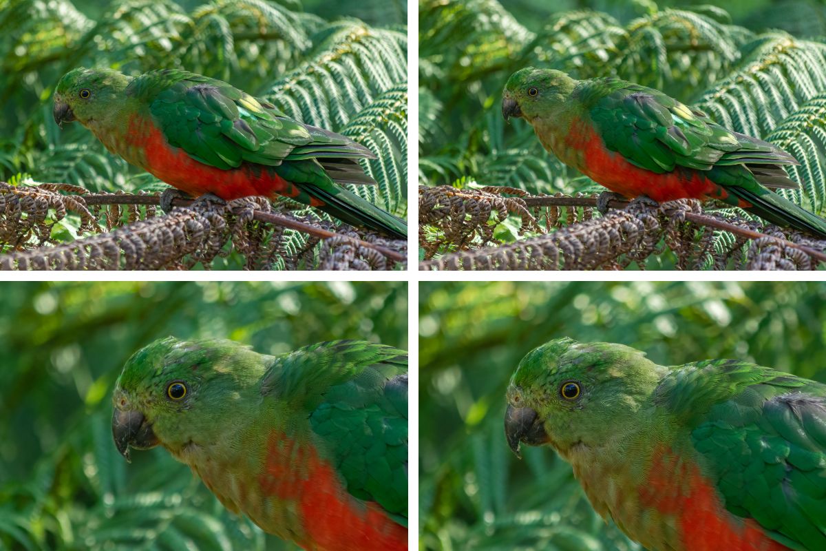four images of a King Parrot showing the result of refocusing the camera to produce a sharper image